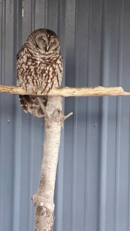 Chintimini Wildlife Center - Wildlife Hospital - Image 2