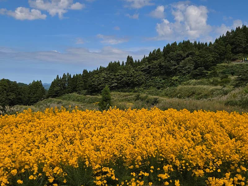 安塚区朴の木 天空のお花畑(ヤナギバヒマワリ) - Image 1
