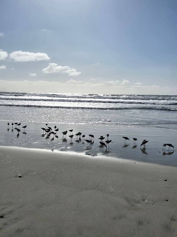 Del Mar Beach - Image 2