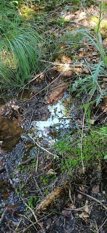 Tümpelquelle Vordertaunus - Image 1