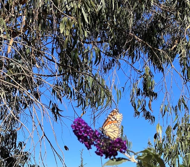 Monarch Butterfly Grove at Trilogy - Image 1