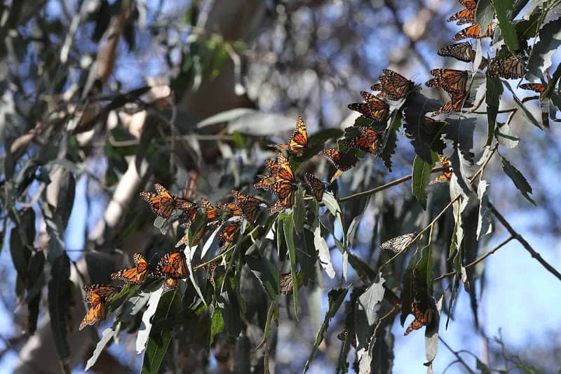 Monarch Butterfly Grove at Trilogy - Image 1