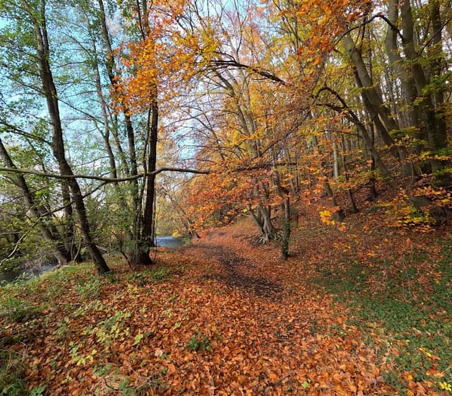 Harlywald - Image 2