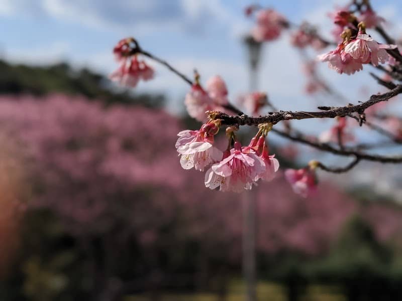 Nago Castle Park Cherry Blossom Site - Image 1