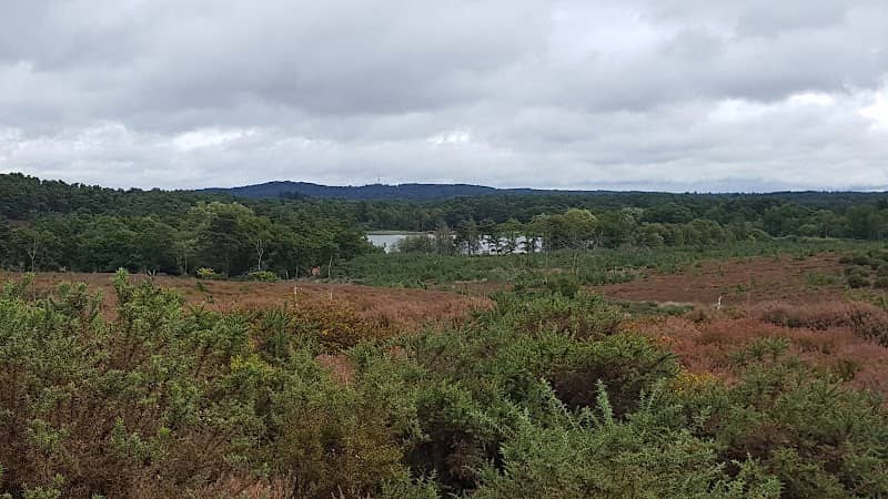 National Trust - Frensham Little Pond - Image 3