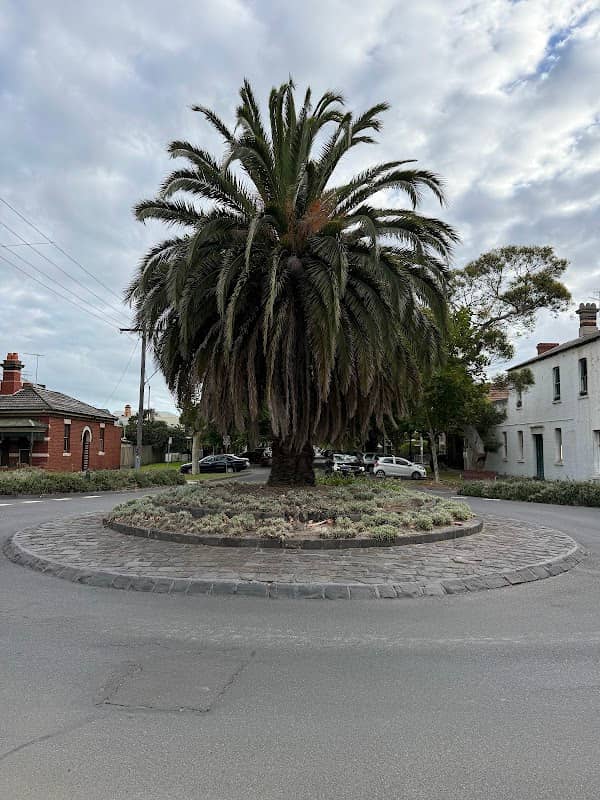 The McGregor Palm - Image 2