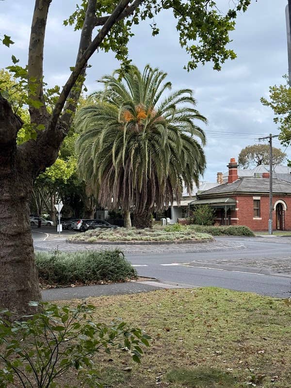 The McGregor Palm - Image 1