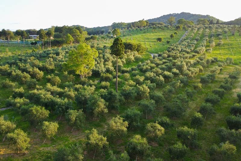 オリーブ園展望台 - Image 1