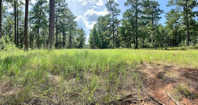 Fort Polk Wildlife Management Area - Image 2
