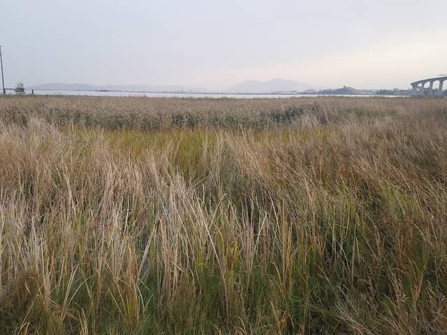 Marsh Observation Area Trailhead - Image 3