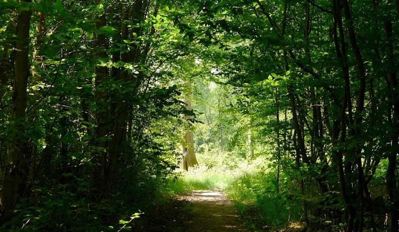 Michael's Bluebell Wood - Image 1