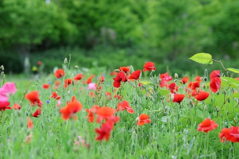 LOVE Wildflower Garden - Image 1