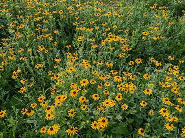 LOVE Wildflower Garden - Image 2