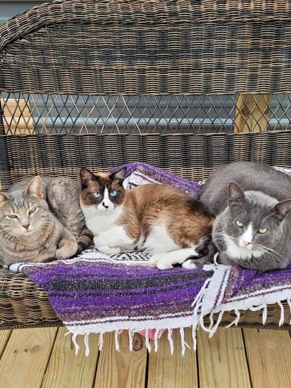 Yogie & Friends Exotic Cat - Image 2