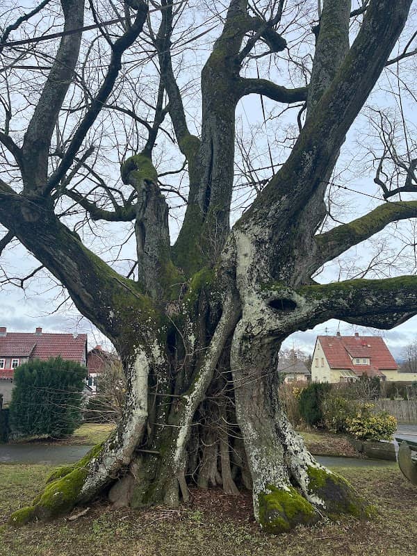 Friedhofslinde - Image 2