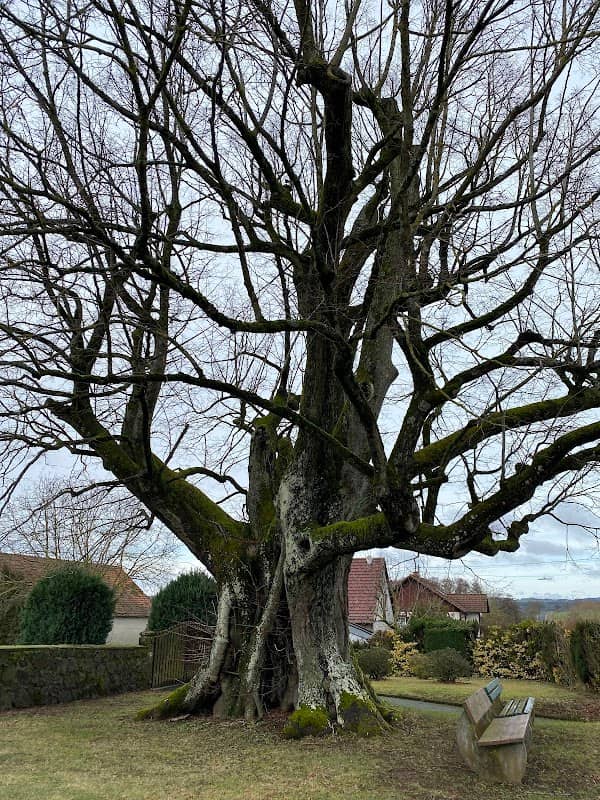Friedhofslinde - Image 1