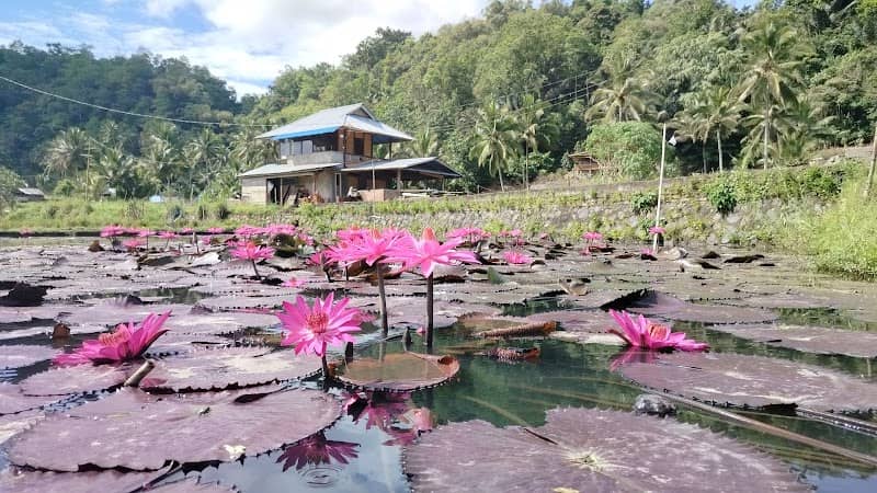Talaga Lotus woloan tomohon - Image 2