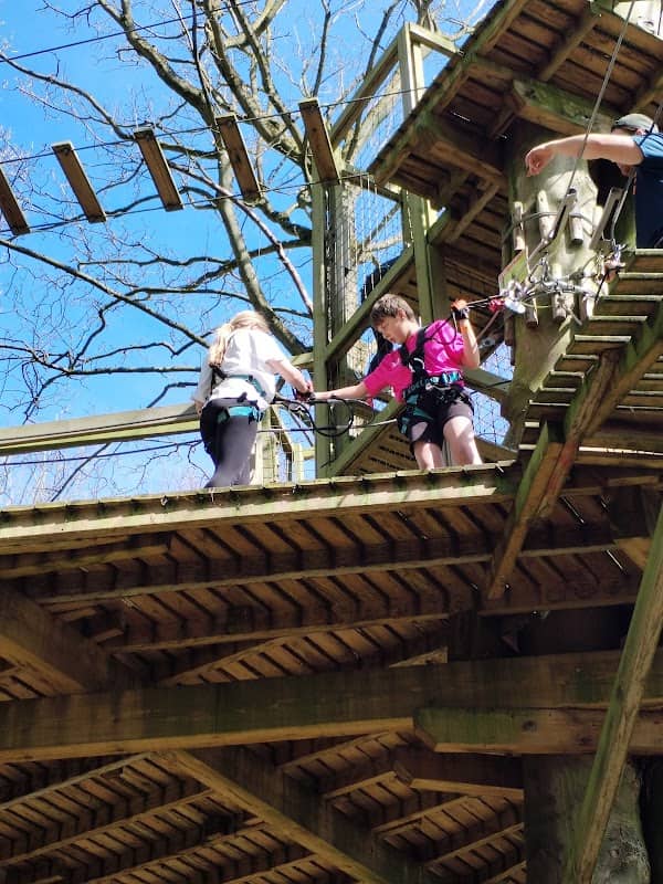 Go Ape Normanby Hall - Image 2