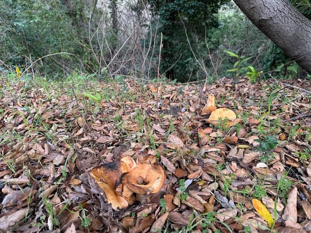 Lafayette/Moraga Regional Trail Parking - Image 2