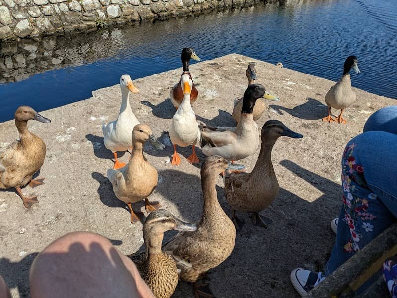 Porthloo Pond - Image 2