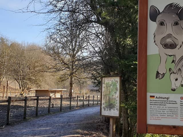 Wildschweine - Image 1