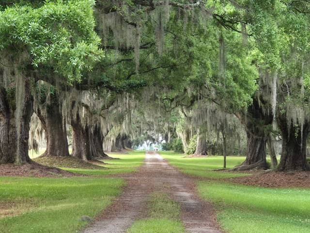 Forrest Gump iconic gate - Image 2