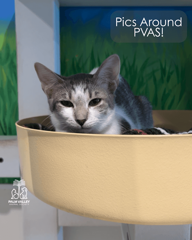 Palm Valley Animal Society - Laurie P. Andrews Center - Image 1