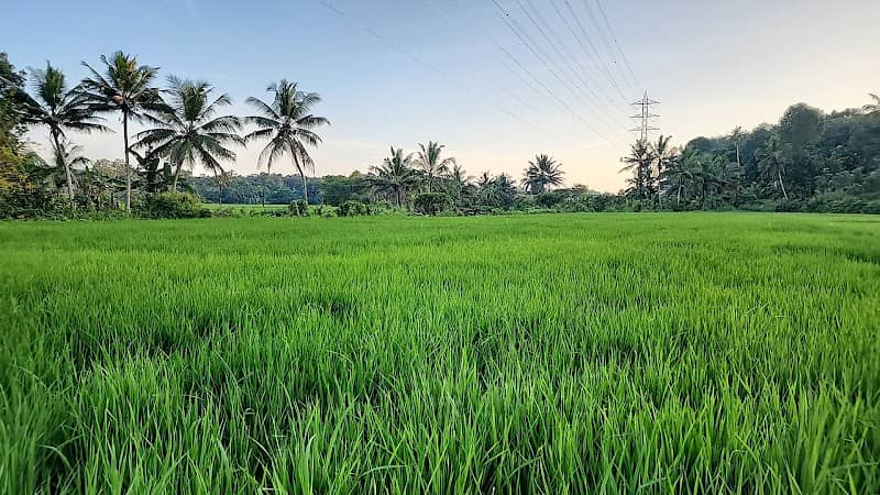 Chempakapaalam - Image 1