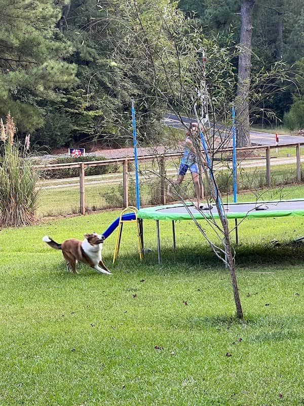 Honeybee Private Dog Park - Image 2