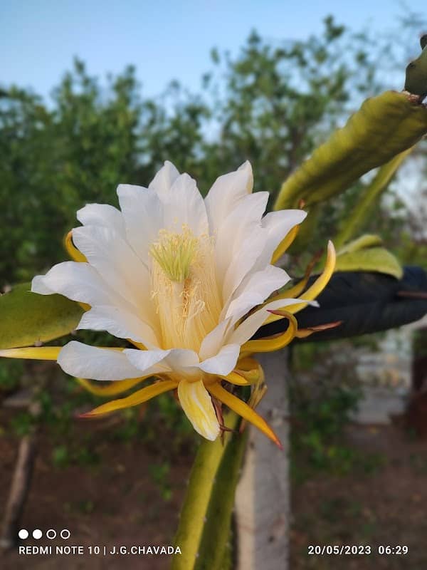 Krishana farm - Image 1
