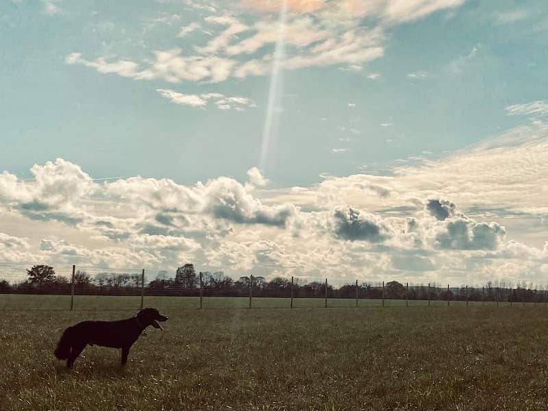 Cressing Dog Park - Image 1