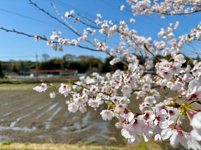 太岡寺の桜並木 - Image 1