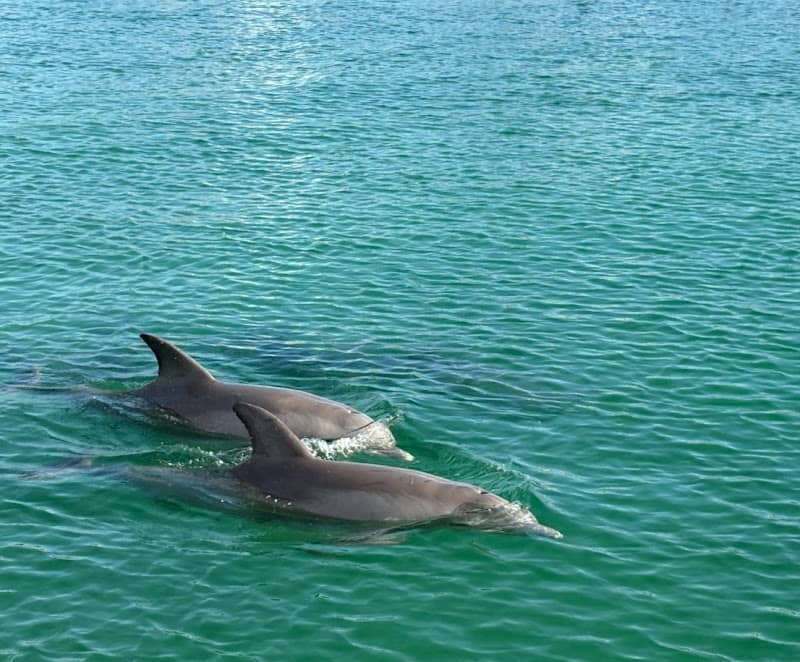 Dolphin Cruise aboard Dolphin Tales - Image 1