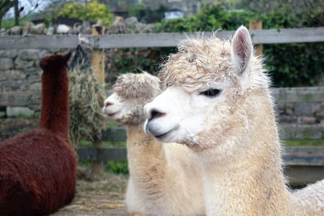 Little Critters Traveling Petting Zoo LLC - Image 2