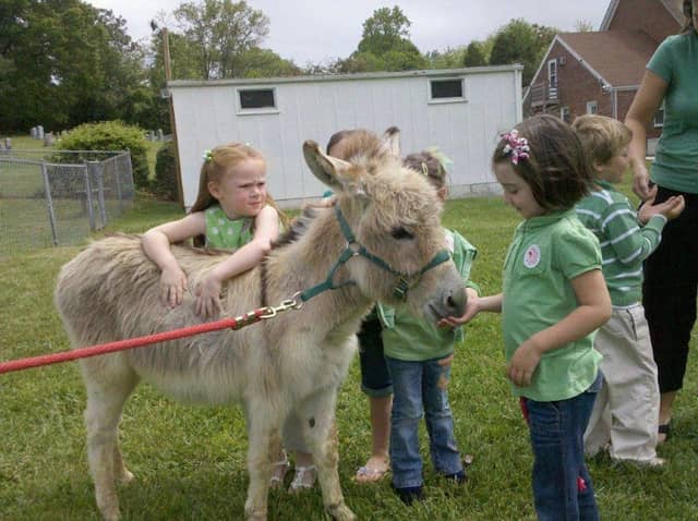Little Critters Traveling Petting Zoo LLC - Image 3