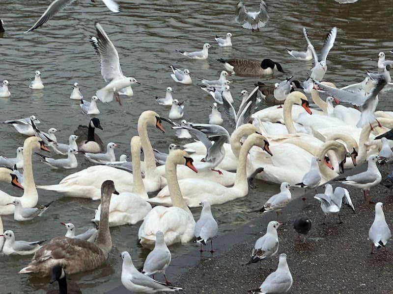 River Thames Windsor - Image 1