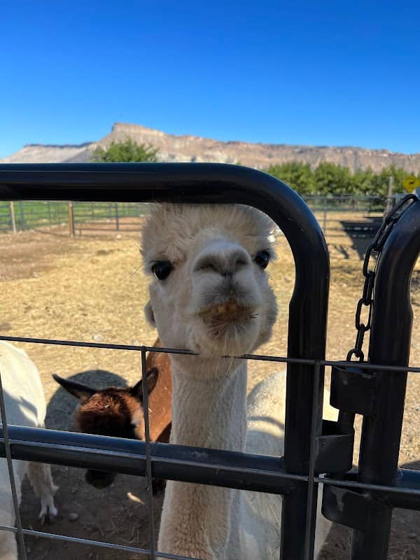 Suncrest Orchard Alpacas and Fiber Works - Image 2