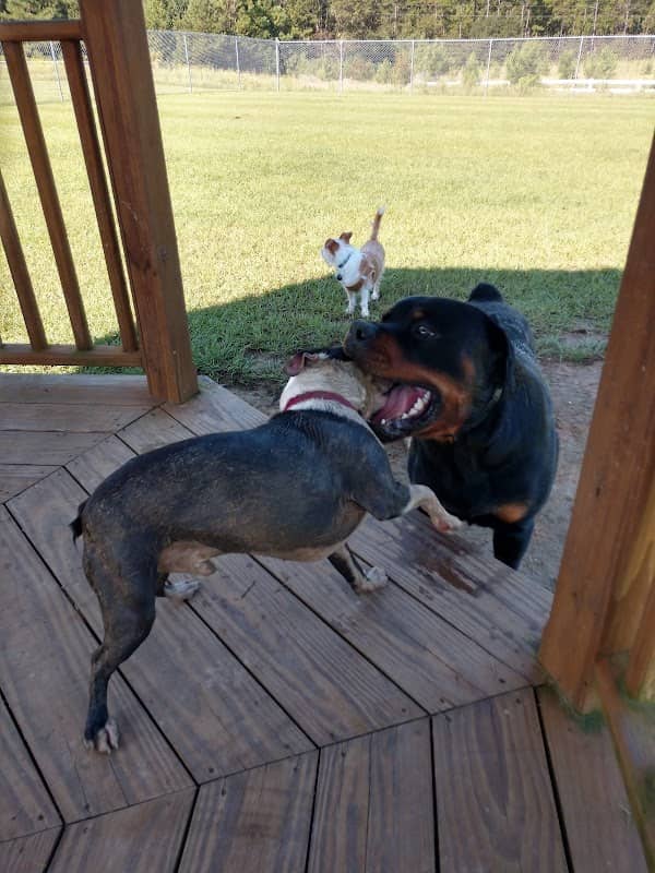 Fields of Barktopia - Image 1