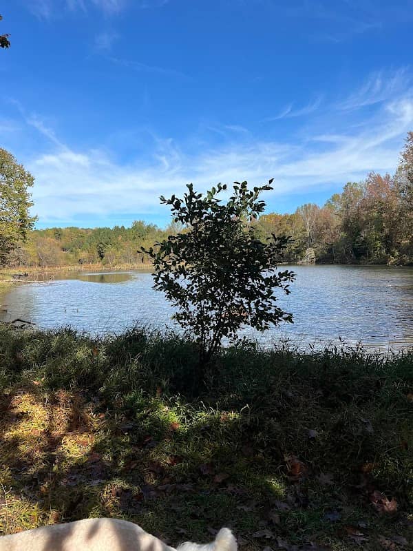 Forney Creek pond - Image 2