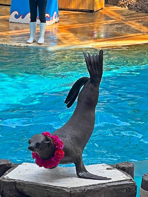 Sea Lion Show - Image 2