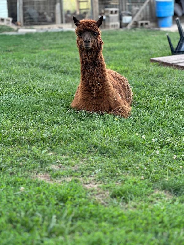 All About the Animals Petting Zoo - Image 1