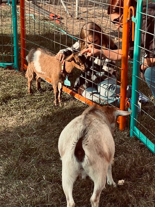 All About the Animals Petting Zoo - Image 2