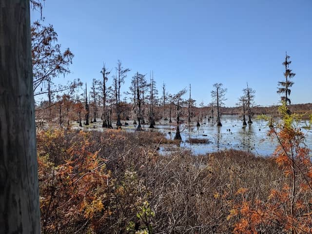 The Iatt Lake Observation Pier - Image 2