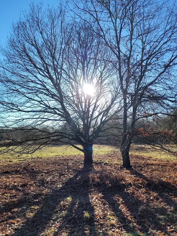 Red Lodge Heath - Image 1