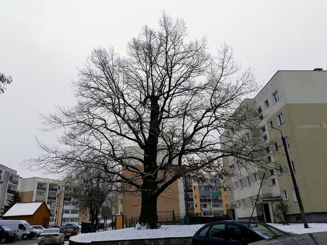 Dąb Pomnik Przyrody - Image 2