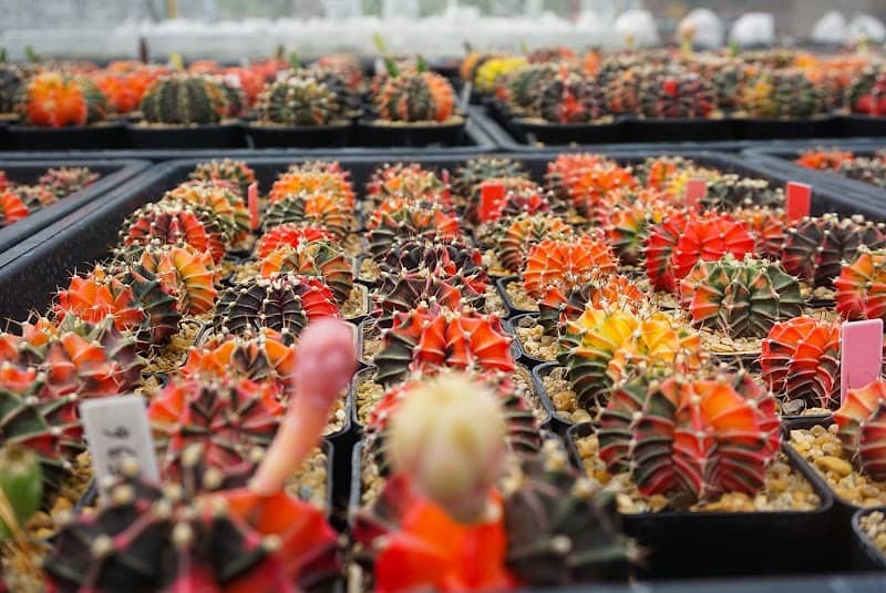 Mommaem Cactus (มอมแมมแคคตัสหัวหิน) - Image 1