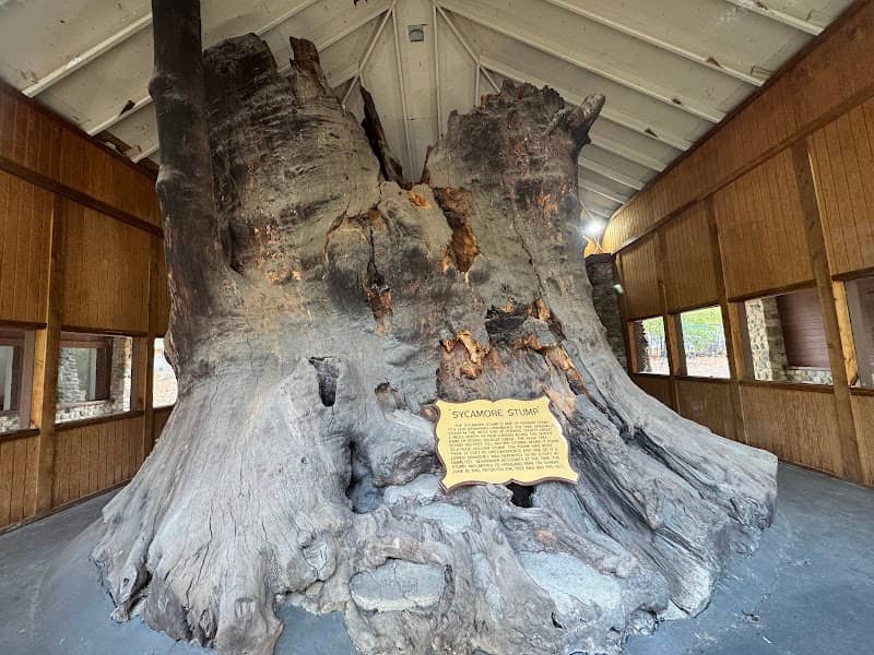 Sycamore Stump & Old Ben - Image 1