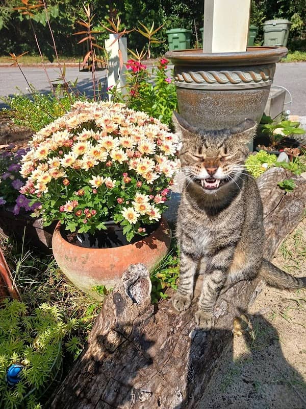 Castin's Garden - Image 2