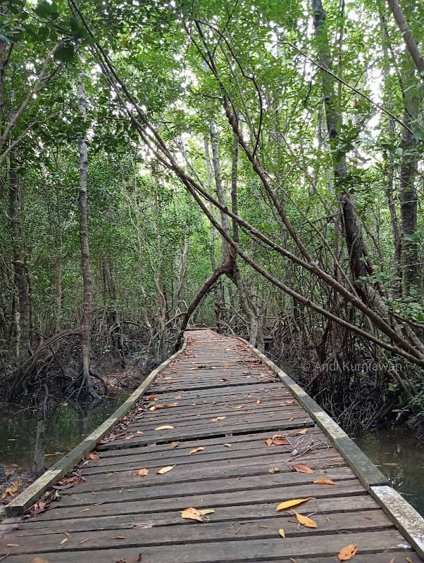 Wisata Mangrove Maludin-Temajuk - Image 1