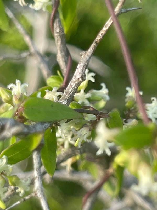 Magic Ridge Sanctuary - Image 1